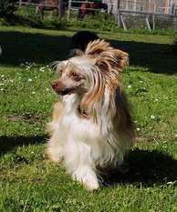 Be My Dog's Que Te Cacho Be My Dog's Que Te Cacho