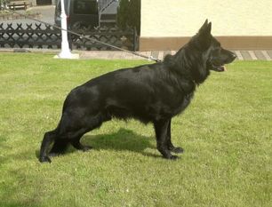 Lennox vom Midlicher Land Lennox vom Midlicher Land