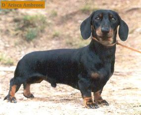 D'Arisca Ambrose D'Arisca Ambrose