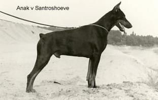 Anak van Santroshoeve Anak van Santroshoeve