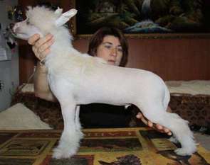Priboy Iz Strany Kutha Priboy Iz Strany Kutha