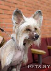 Elizar Kintaro Almires Elizar Kintaro Almires