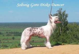 Solveig Goro Disco Dancer Solveig Goro Disco Dancer