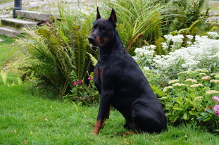 Dobergaarden Forever Maximus Dobergaarden Forever Maximus