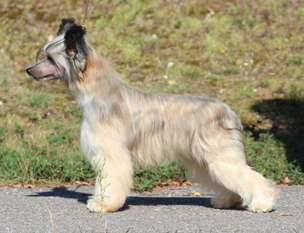 Golden Diamond Cresteds Welington Golden Diamond Cresteds Welington