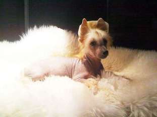 Elfgrace Nel Dia Son Elfgrace Nel Dia Son