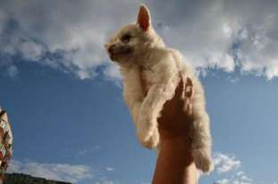 Sky Miracle Irving Sky Miracle Irving