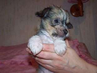 Princesa Tam Tam Princesa Tam Tam
