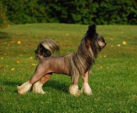 Golden Diamond Cresteds Walante Golden Diamond Cresteds Walante
