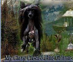 My Crazy Crested Elite Galante My Crazy Crested Elite Galante
