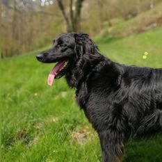 Lucky vom Schondratal Lucky vom Schondratal