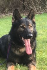 Aiko von der alten Stolzenburg Aiko von der alten Stolzenburg