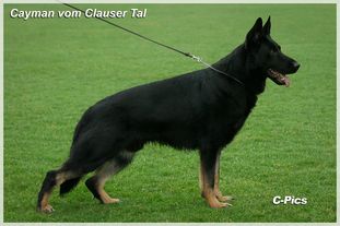 Cayman vom Clauser Tal Cayman vom Clauser Tal