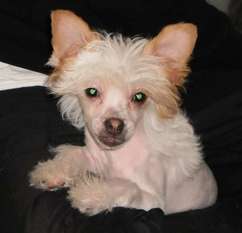 Denize'z Gizmo'z Lamborhini Denize'z Gizmo'z Lamborhini