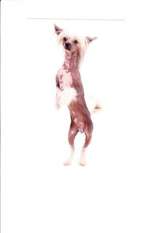 Tiny Dancer Pul-i-khumri Tiny Dancer Pul-i-khumri