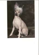Zerachiel Sheeza Deeva (now Spayed) Zerachiel Sheeza Deeva (now Spayed)