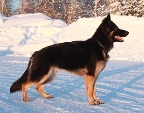 Wolfganger Piraya Wolfganger Piraya