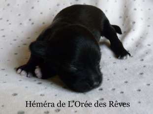 Héméra De L'orée Des Rêves Héméra De L'orée Des Rêves