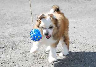 Little Dog Of Dream Just A Gigolo Little Dog Of Dream Just A Gigolo