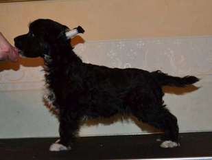 Fabulous Dogs Benjamin Franklin Fabulous Dogs Benjamin Franklin