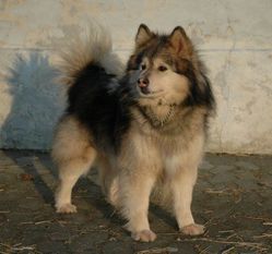 Finda Baloo Finda Baloo