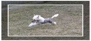 Altair's All The Pretty Horses Altair's All The Pretty Horses
