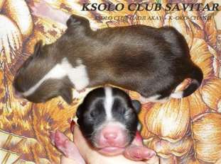 Ksolo Club Savitar Ksolo Club Savitar