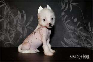 Mimi Dog Doll King Of Beasts Mimi Dog Doll King Of Beasts