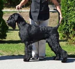 Gabby od Devíti vrb Gabby od Devíti vrb