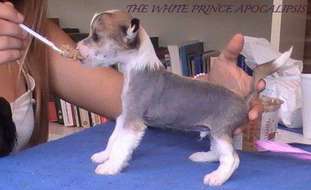 The White Prince Apocalipsis The White Prince Apocalipsis