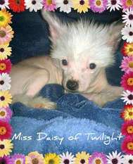 Twilights Driving Miss Daisy Twilights Driving Miss Daisy