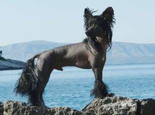 Proud Pony U've Got Talent Proud Pony U've Got Talent