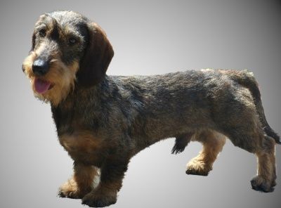 Rommel von Rominten Rommel von Rominten