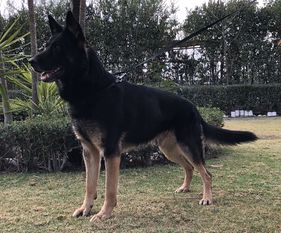 Jasco vom Wolfsheim Jasco vom Wolfsheim