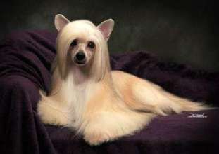 Wanrod A Sisi Baila Selena Of Fergel Wanrod A Sisi Baila Selena Of Fergel