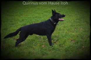 Quirinus vom Hause Iroh Quirinus vom Hause Iroh