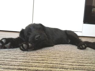 Bosse vom Lindelbrunn Bosse vom Lindelbrunn