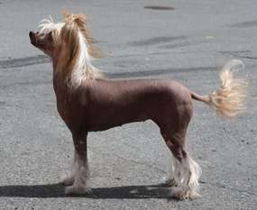 Curlycrest's Fardewell Curlycrest's Fardewell