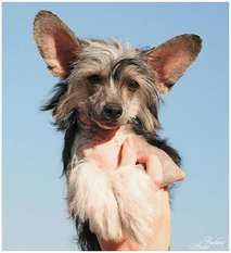 Dogland Happy Ancient Dream Dogland Happy Ancient Dream