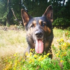 Hellboy von der schwarzen Irma Hellboy von der schwarzen Irma