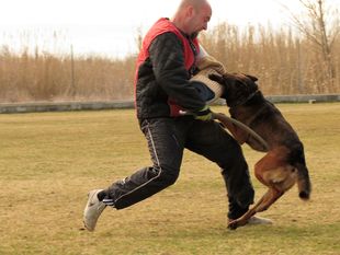 Bak Malinois of Sprajc Bak Malinois of Sprajc