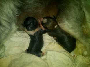 Crest-vue Pups Crest-vue Pups