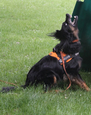 Heyoka ex Canis Lupus Heyoka ex Canis Lupus