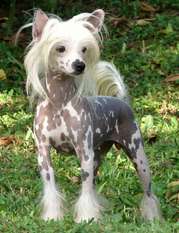 Chasse D. Olivia Chasse D. Olivia