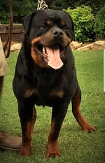 Sommer-Bully Anton Sommer-Bully Anton