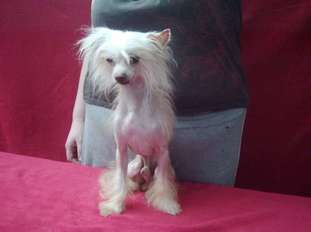 Callisto Of Exotic Dog's Callisto Of Exotic Dog's