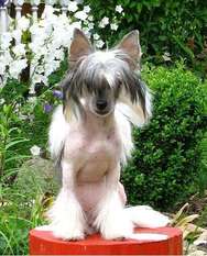 Dogland Happy Argentina Dogland Happy Argentina