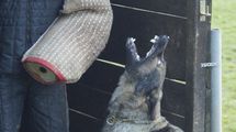 Anna vom Hunde-Hager