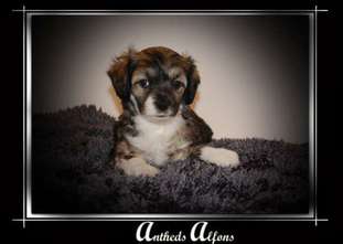 Anthed Alfons Anthed Alfons
