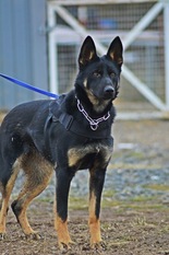 Echo vom Alabama Police K9 Echo vom Alabama Police K9